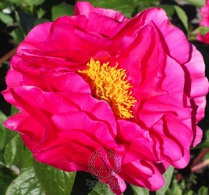 Thumbnail of Peony Heavenly Showcase, image 1 of 1
