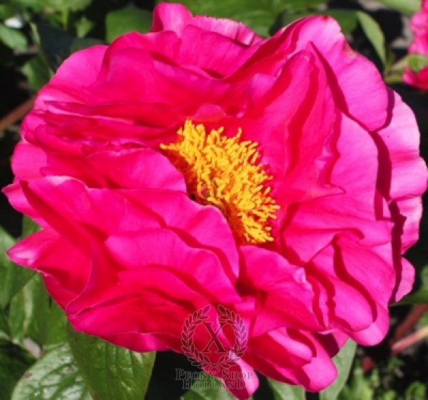 Peony Heavenly Showcase