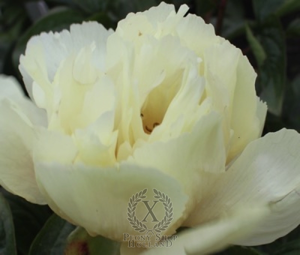 Peony Heavenly Sugar Cookie