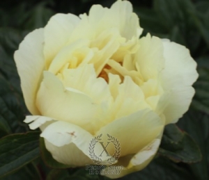 Thumbnail of Peony Heavenly Tower, image 1 of 1