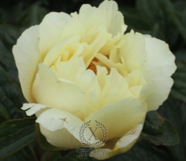 Peony Heavenly Tower
