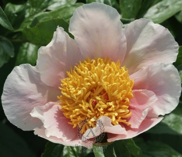 Peony Heavenly Whisper, image 1 of 1