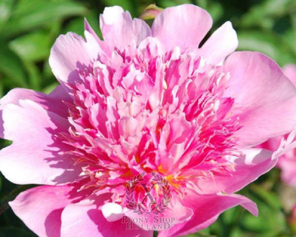 Peony Heidi