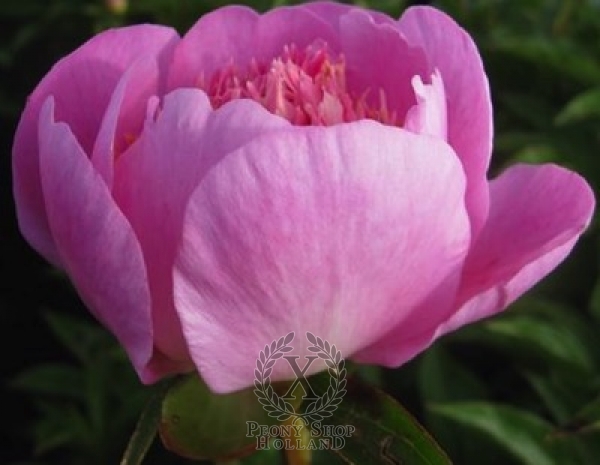 Peony Heidi, image 2 of 2