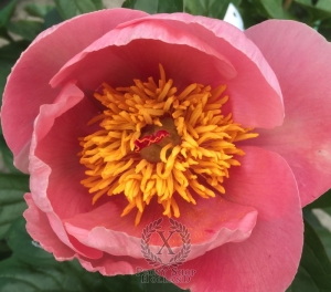 Thumbnail of Peony Helsinki, image 2 of 3