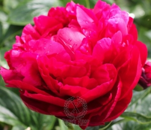 Thumbnail of Peony Henry Bockstoce, image 1 of 3