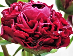 Thumbnail of Peony Henry Bockstoce, image 2 of 3