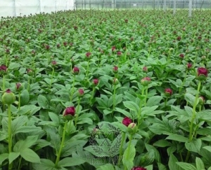 Thumbnail of Peony Henry Bockstoce, image 3 of 3