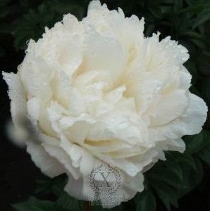 Thumbnail of Peony Henry Sass, image 1 of 1