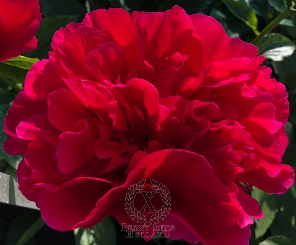 Peony Herculaneum