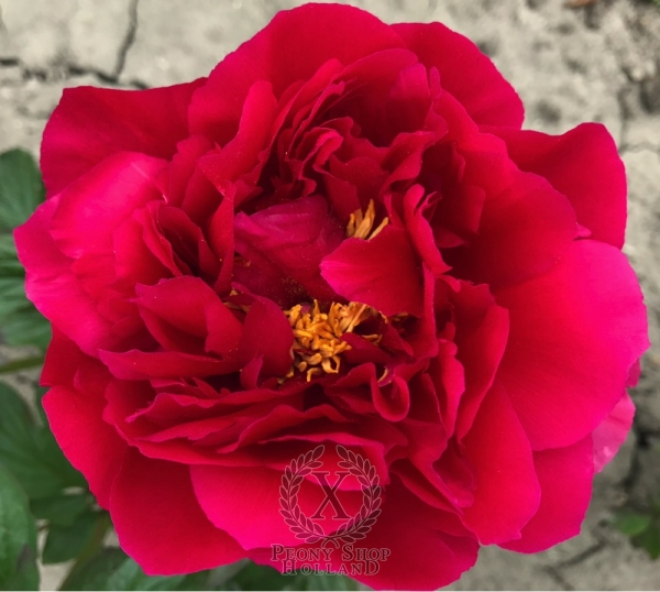 Peony Herculaneum, image 3 of 4