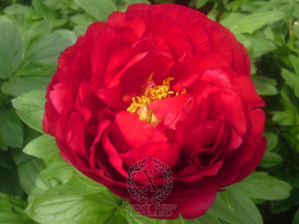 Peony Heritage