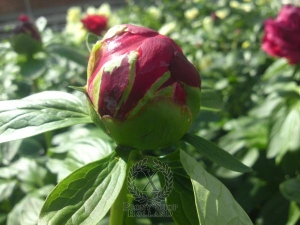 Thumbnail of Peony Heritage, image 2 of 3