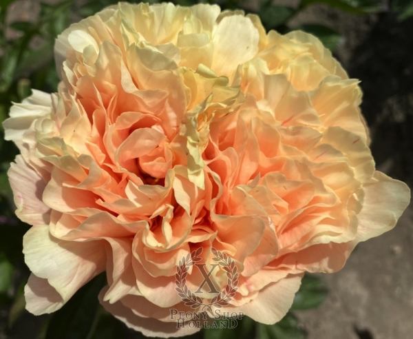 Peony Hierapolis®