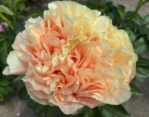 Thumbnail of Peony Hierapolis®, image 2 of 6