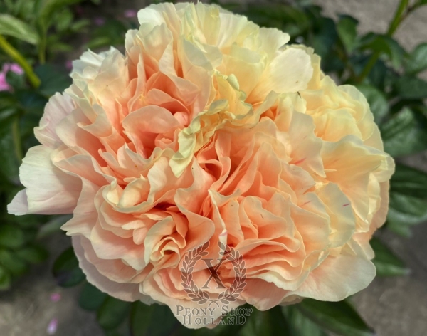 Peony Hierapolis®, image 2 of 6