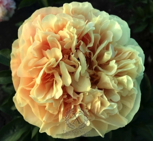 Thumbnail of Peony Hierapolis®, image 3 of 6