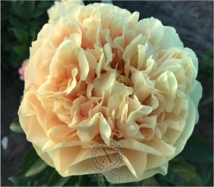 Thumbnail of Peony Hierapolis®, image 4 of 6