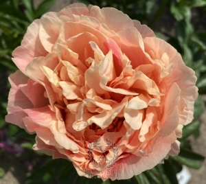 Thumbnail of Peony Hierapolis®, image 5 of 6