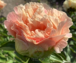 Thumbnail of Peony Hierapolis®, image 6 of 6