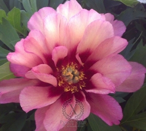 Thumbnail of Peony Hillary, image 4 of 6