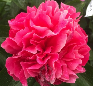 Thumbnail of Peony Hispana®, image 1 of 6