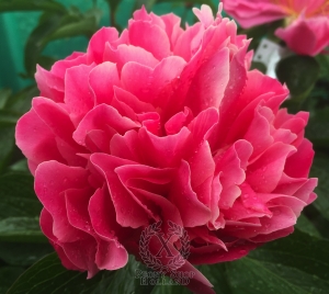 Thumbnail of Peony Hispana®, image 2 of 6