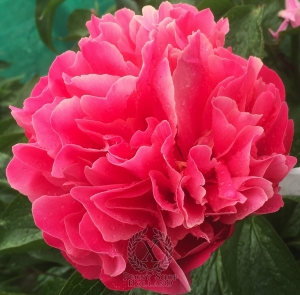 Thumbnail of Peony Hispana®, image 3 of 6