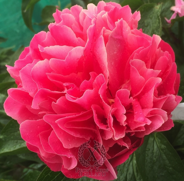 Peony Hispana®, image 3 of 6