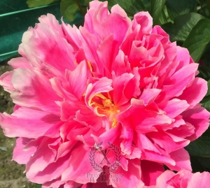 Thumbnail of Peony Hispana®, image 4 of 6