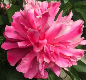 Thumbnail of Peony Hispana®, image 5 of 6