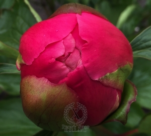 Thumbnail of Peony Hispana®, image 6 of 6