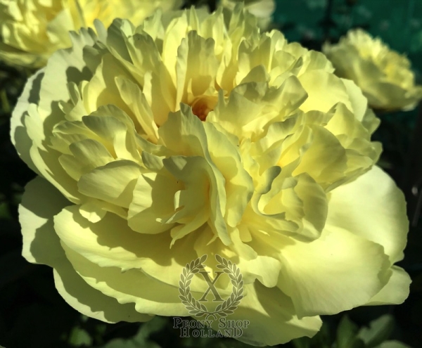 Peony Honorius®