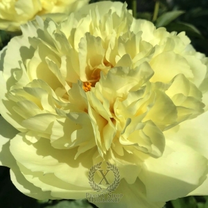 Thumbnail of Peony Honorius®, image 2 of 3