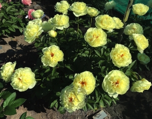 Thumbnail of Peony Honorius®, image 3 of 3