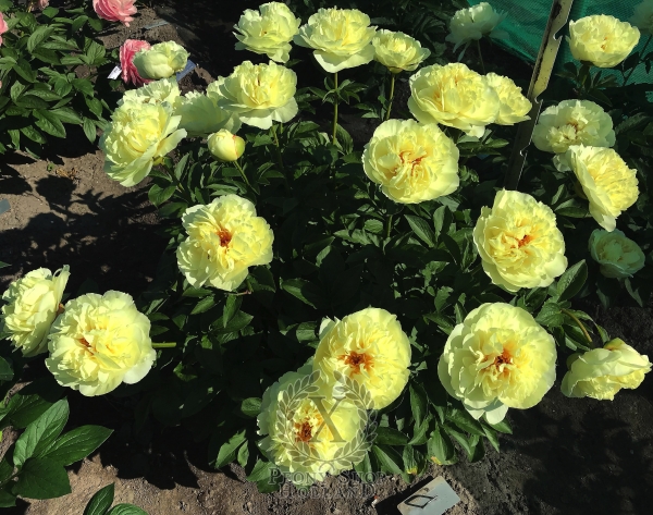 Peony Honorius®, image 3 of 3