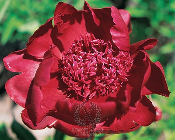 Peony Hot Chocolate