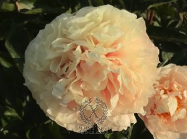 Peony House of the Vestals®