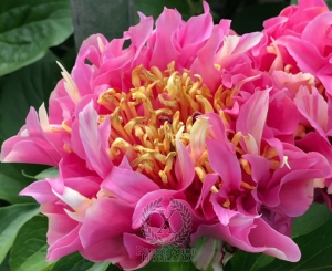 Thumbnail of Peony Hydra, image 1 of 9