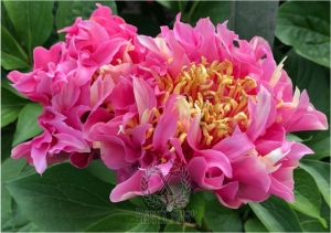 Thumbnail of Peony Hydra, image 2 of 9