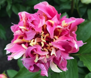 Thumbnail of Peony Hydra, image 3 of 9