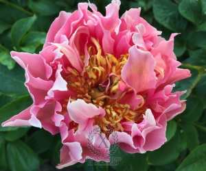 Thumbnail of Peony Hydra, image 4 of 9