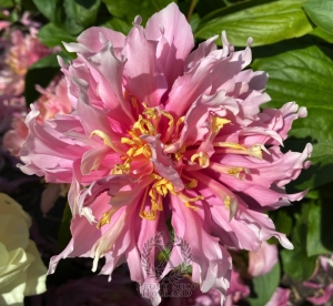 Thumbnail of Peony Hydra, image 5 of 9