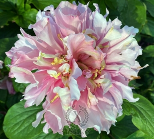 Thumbnail of Peony Hydra, image 7 of 9