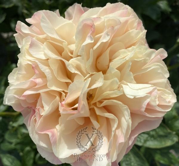 Peony Hypnos®