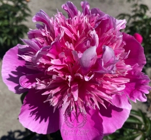 Thumbnail of Peony Igrushka, image 1 of 1