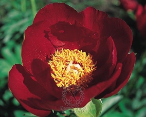 Thumbnail of Peony Illini Warrior, image 1 of 1