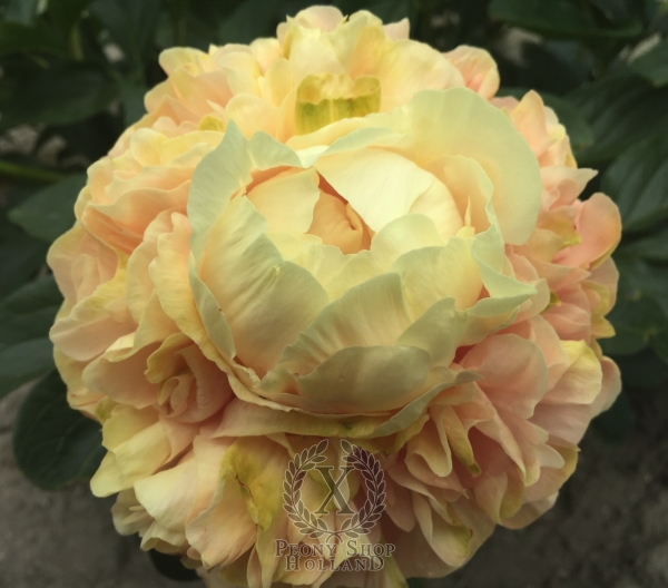 Peony Imperator Augustus®