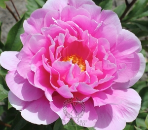 Thumbnail of Peony Impossible Dream, image 1 of 1