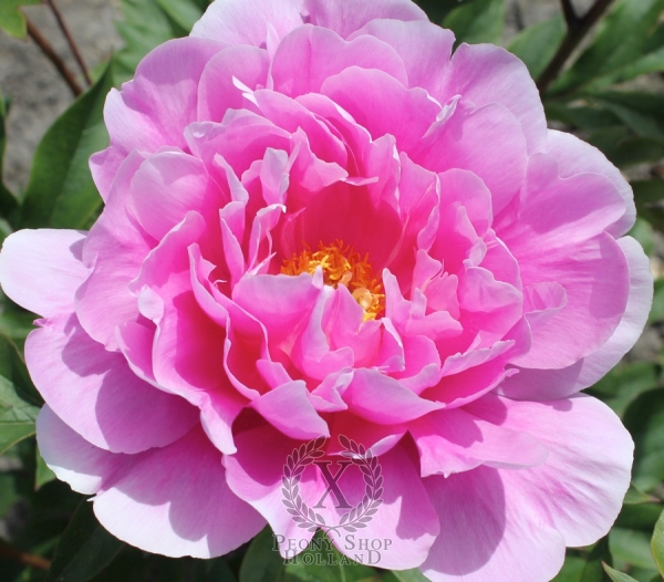 Peony Impossible Dream